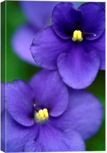 African violet flower close-up Canvas Print by Neil Overy