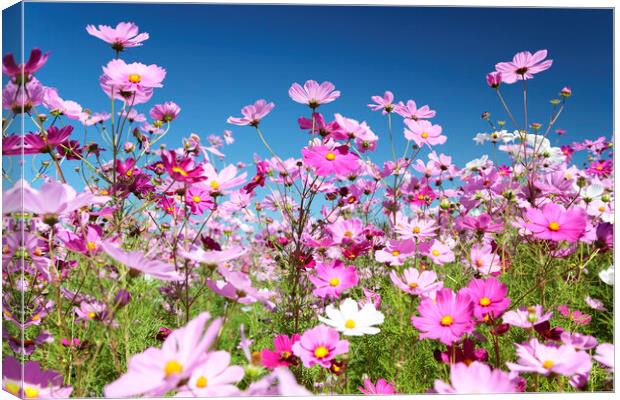 Field of Pink Cosmos Flowers Canvas Print by Neil Overy