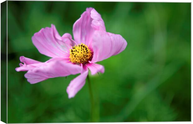 Single Pink Cosmos Flower Canvas Print by Neil Overy