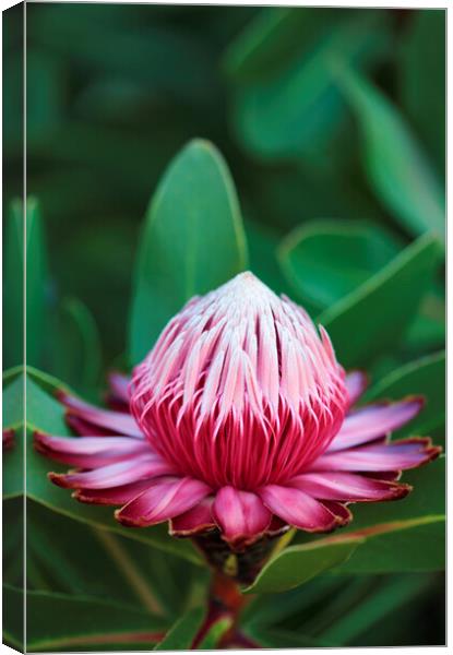 Sugarbush Protea Flower Canvas Print by Neil Overy