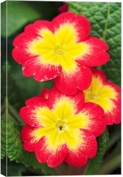 Red and Yellow Primrose Flower Canvas Print by Neil Overy