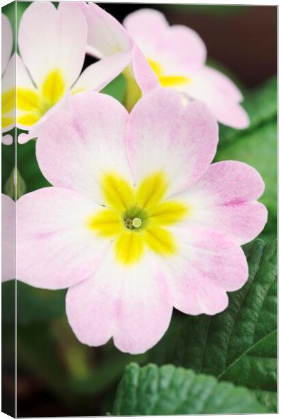 Pink and Yellow Primrose Flower Canvas Print by Neil Overy