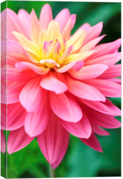 Pink 'Jupiter' Dahlia Flower Canvas Print by Neil Overy