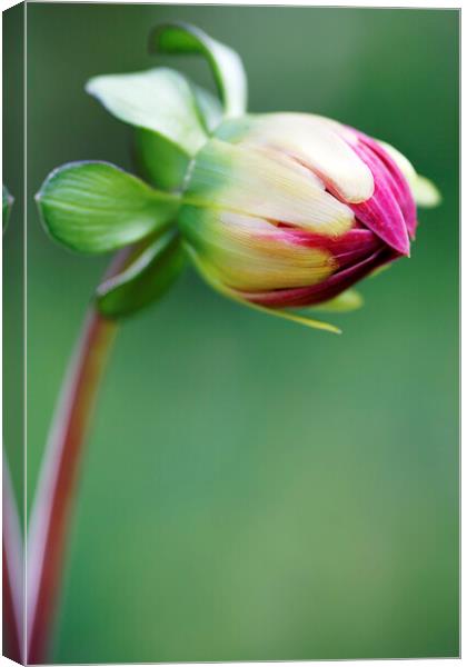 Red Dahlia Flower Bud Opening Canvas Print by Neil Overy