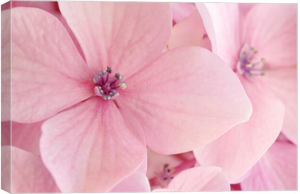 Pink Hydrangea Petals Canvas Print by Neil Overy