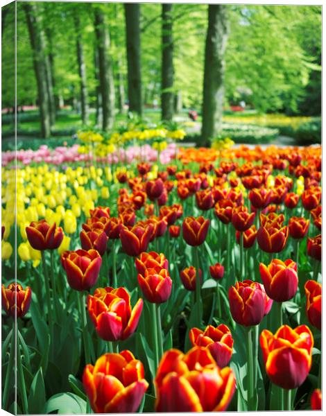 Border of Tulips at Keukenhof, Holland Canvas Print by Neil Overy
