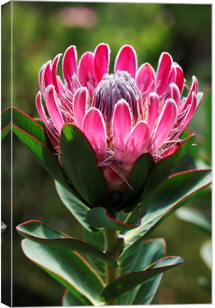 Protea compacta flower, South Africa Canvas Print by Neil Overy