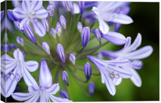 Agapanthus Flower in Bloom Canvas Print by Neil Overy