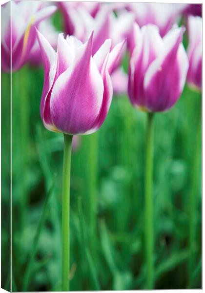 Purple and White Tulip Flowers Canvas Print by Neil Overy
