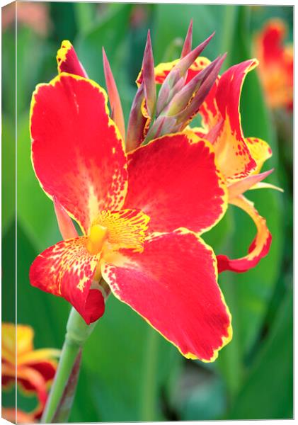A bright Red and Yellow Canna Lily Flower Canvas Print by Neil Overy
