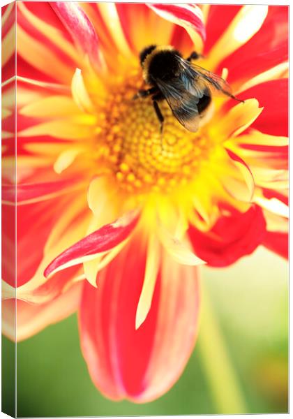 Bumble Bee on Dahlia Flower Canvas Print by Neil Overy
