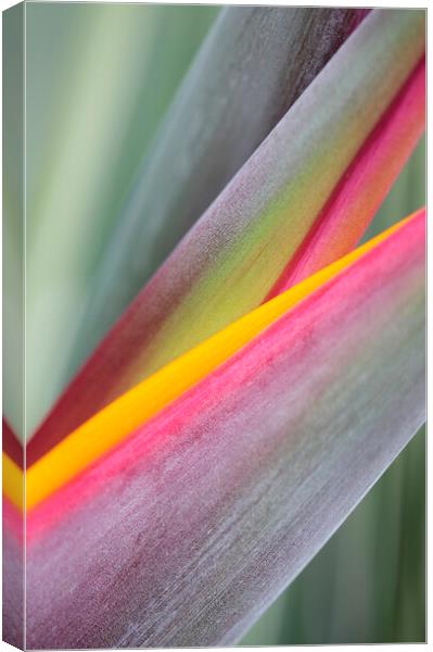 Bird of Paradise Flower Abstract Canvas Print by Neil Overy