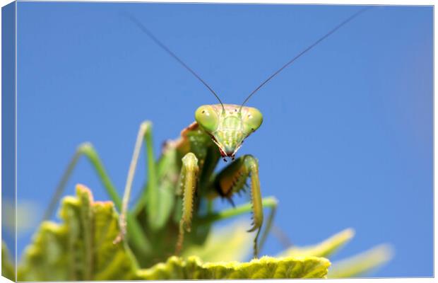 Praying Mantis on Leaf  Canvas Print by Neil Overy