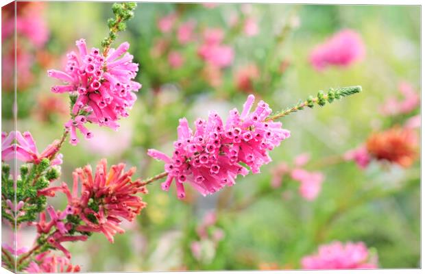 Erica Flower, South Africas Canvas Print by Neil Overy