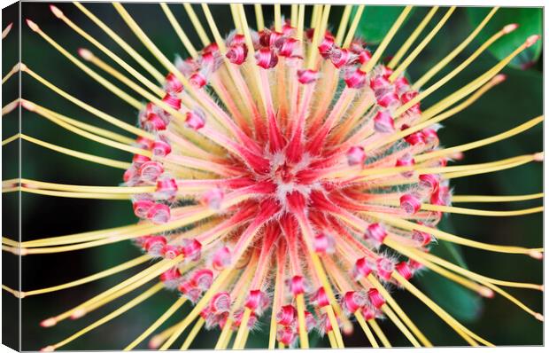 Red and Yellow Spider Protea Flower Canvas Print by Neil Overy