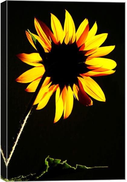 Sunflower backlit in the Sun  Canvas Print by Neil Overy