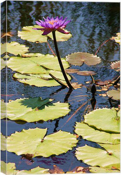 Lily Pond, Bali Canvas Print by David Gardener