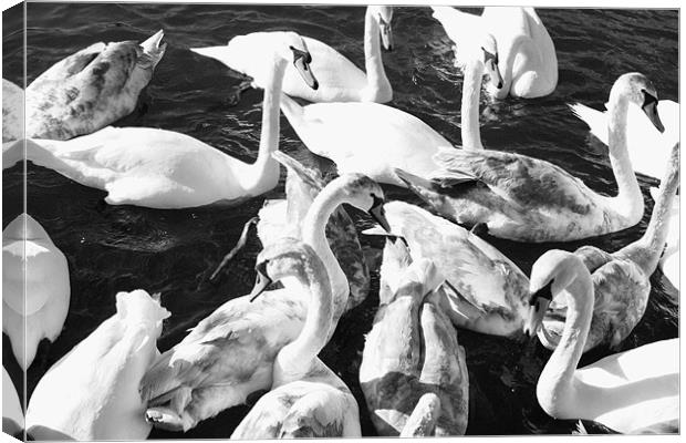 Swans-a-Swimming Canvas Print by David Gardener