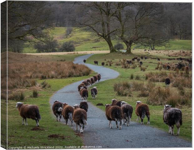 Herdwick sheep at the River Brathay, Elterwater, L Canvas Print by Michaela Strickland