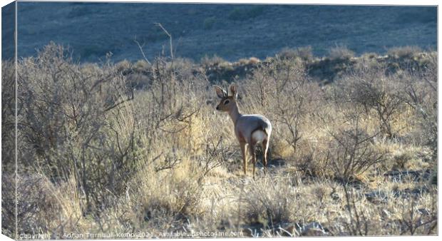 Furtive Steenbok ram  Canvas Print by Adrian Turnbull-Kemp