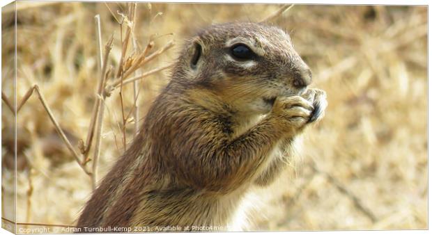 A tasty morsel Canvas Print by Adrian Turnbull-Kemp