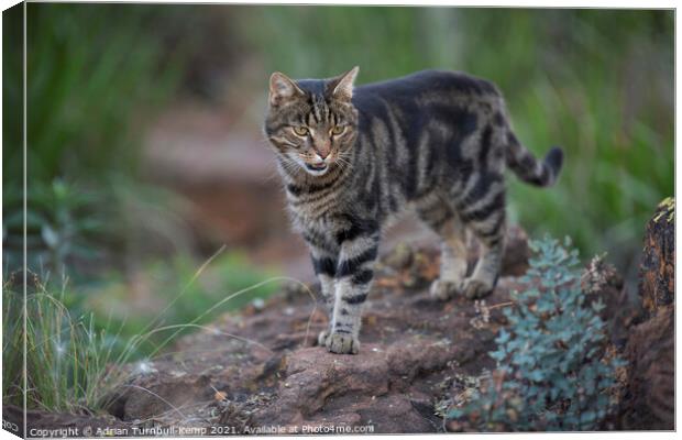 Exploring his territory Canvas Print by Adrian Turnbull-Kemp