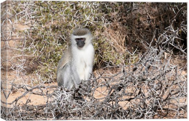 Pensive vervet monkey Canvas Print by Adrian Turnbull-Kemp