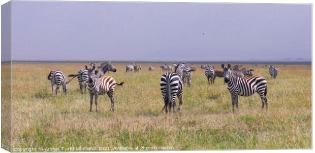 A herd of wandering Grant's zebra  Canvas Print by Adrian Turnbull-Kemp