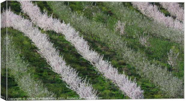 Almond tree orchard Canvas Print by Adrian Turnbull-Kemp