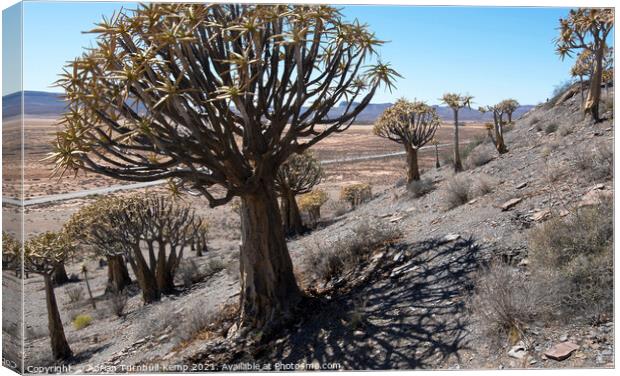 In the shadow of the quiver tree Canvas Print by Adrian Turnbull-Kemp