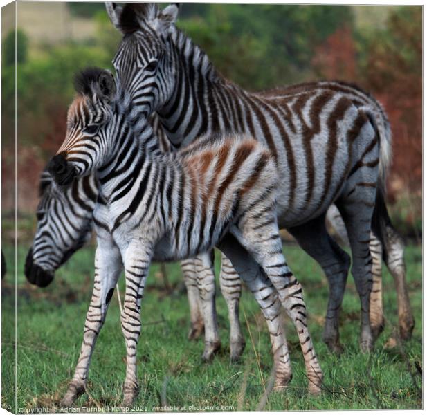 Look at me! Canvas Print by Adrian Turnbull-Kemp