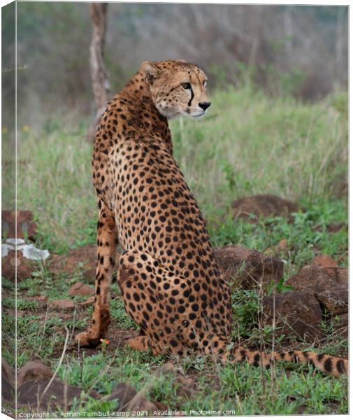 Watchful female cheetah Canvas Print by Adrian Turnbull-Kemp