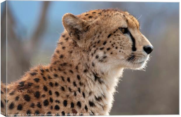 Profile of cheetah Canvas Print by Adrian Turnbull-Kemp