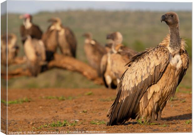 Vultures' waiting room Canvas Print by Adrian Turnbull-Kemp