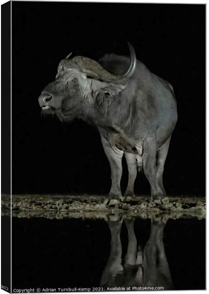 African savanna buffalo a night hide Canvas Print by Adrian Turnbull-Kemp