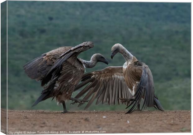 Combative white-backed vultures Canvas Print by Adrian Turnbull-Kemp