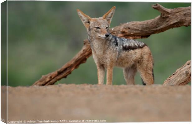 Inquisitive black-backed jackal Canvas Print by Adrian Turnbull-Kemp