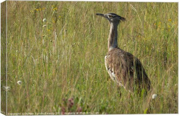 Kori bustard in open grassland Canvas Print by Adrian Turnbull-Kemp