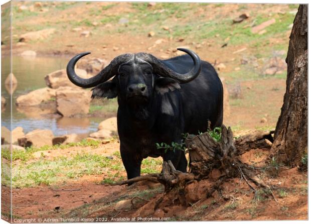 Curious African savanna buffalo bull  Canvas Print by Adrian Turnbull-Kemp