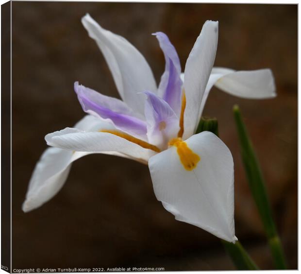 Large white forest iris (Dietes grandliflora) Canvas Print by Adrian Turnbull-Kemp