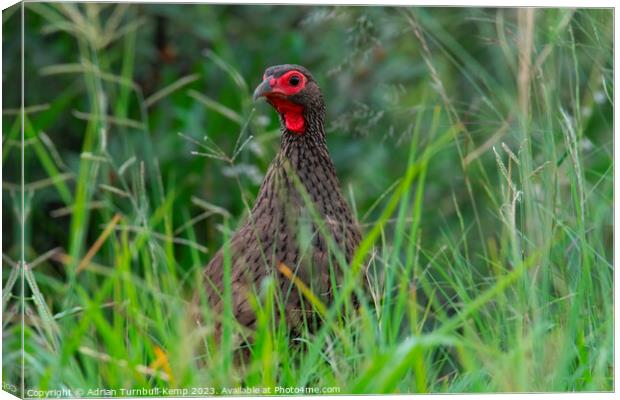 Peering through the long grass Canvas Print by Adrian Turnbull-Kemp