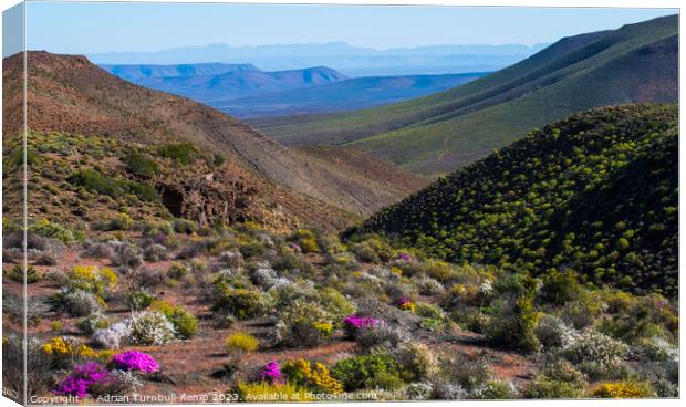 Wildflowers, Bloukrans Pass from the R355 near Calvinia, Northern Cape.	Outdoor mountain Canvas Print by Adrian Turnbull-Kemp