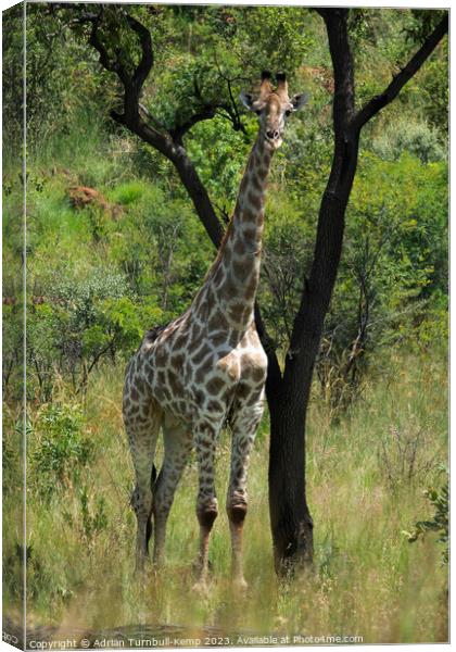 Giraffe bull shelters from the midday sun.  Canvas Print by Adrian Turnbull-Kemp