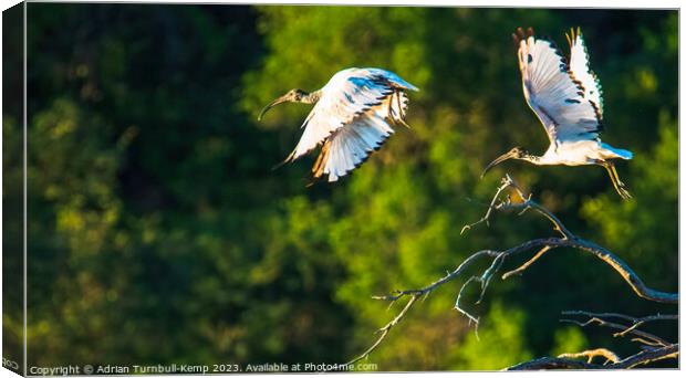 Taking flight.  Canvas Print by Adrian Turnbull-Kemp