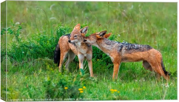 An intimate moment between two black-backed jackals. Canvas Print by Adrian Turnbull-Kemp