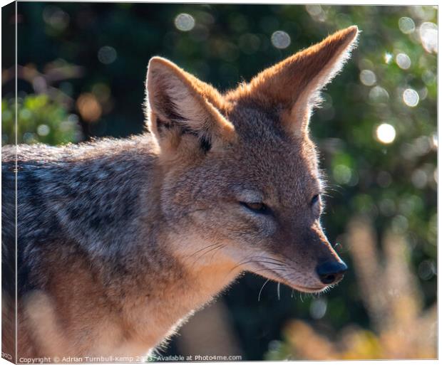 Searching for his next meal Canvas Print by Adrian Turnbull-Kemp