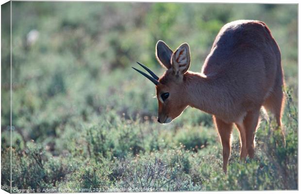 Backlit Steenbok ram Canvas Print by Adrian Turnbull-Kemp