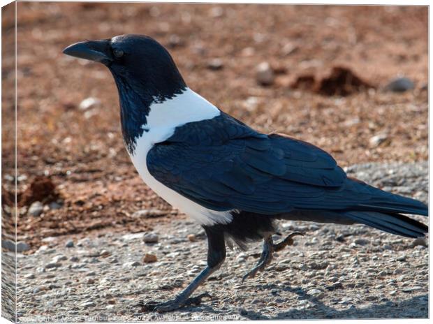 Strutting his stuff. Canvas Print by Adrian Turnbull-Kemp