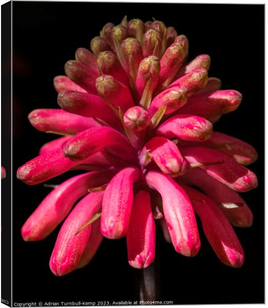 Close-up of a Sandlelie (Veltheimia capensis) Canvas Print by Adrian Turnbull-Kemp