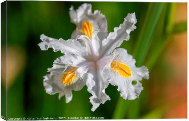 Fringed iris (Iris japonica). Canvas Print by Adrian Turnbull-Kemp
